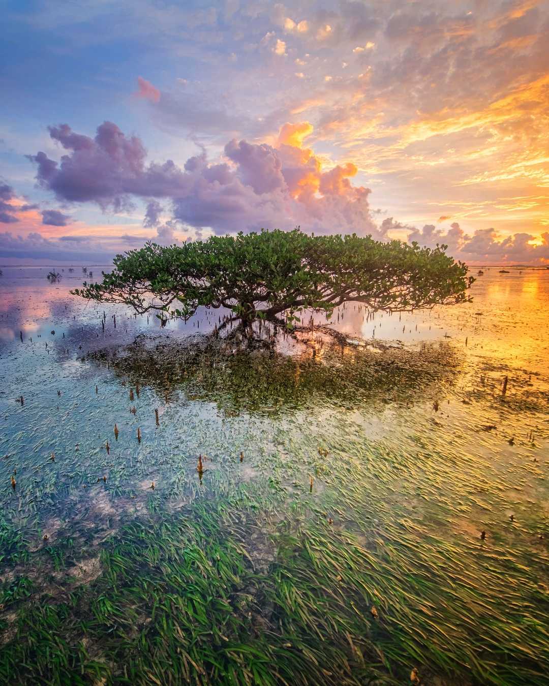 Bakau Jomblo Pantai Cijeruk Indah