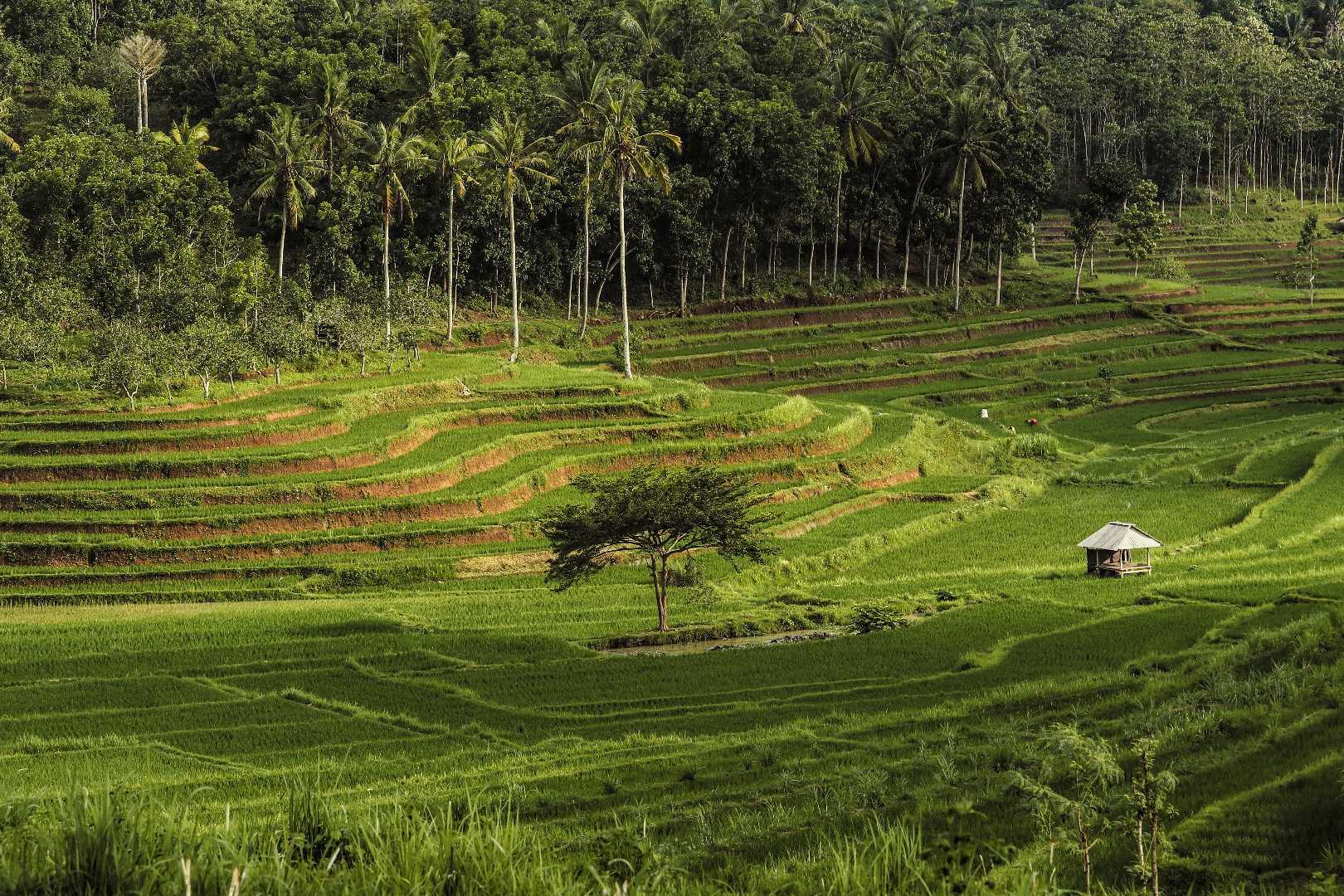  "Pesona teras siring mereje"