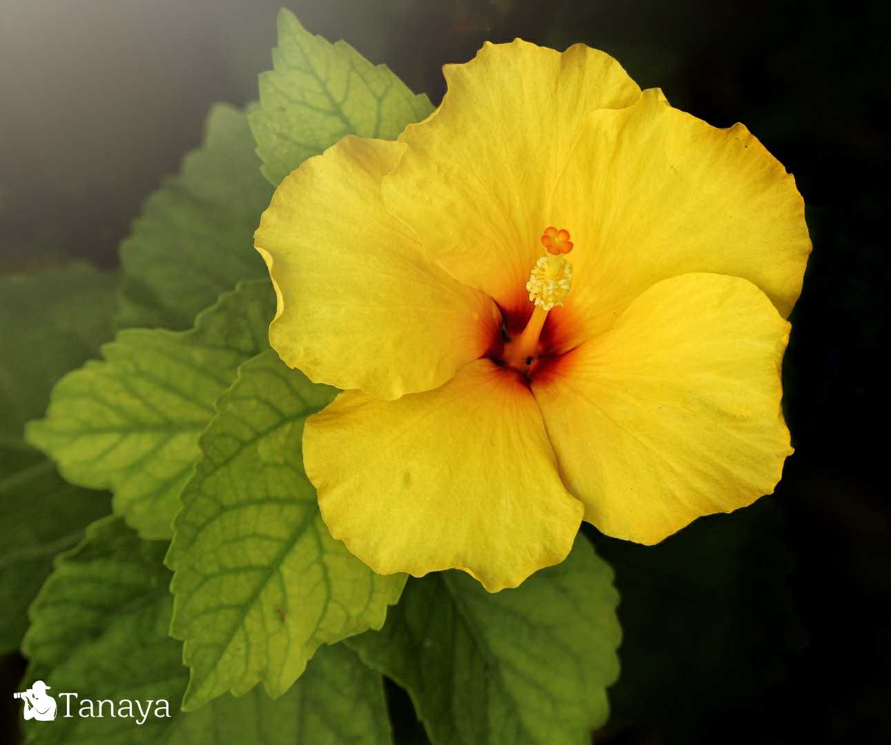 Yellow hibiscus 🌺💛