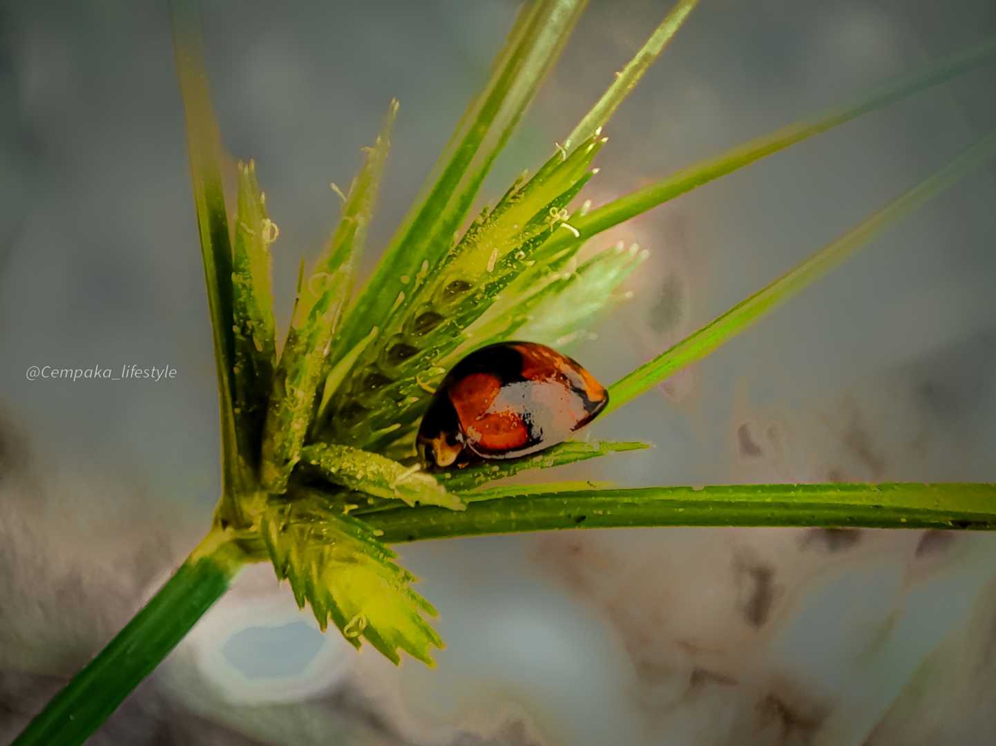 Kepik atau Ladybug