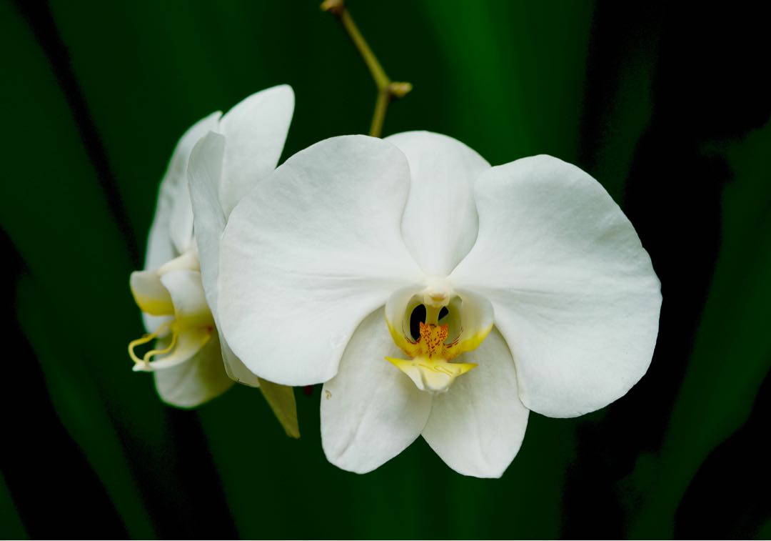 Phalaenopsis amabilis