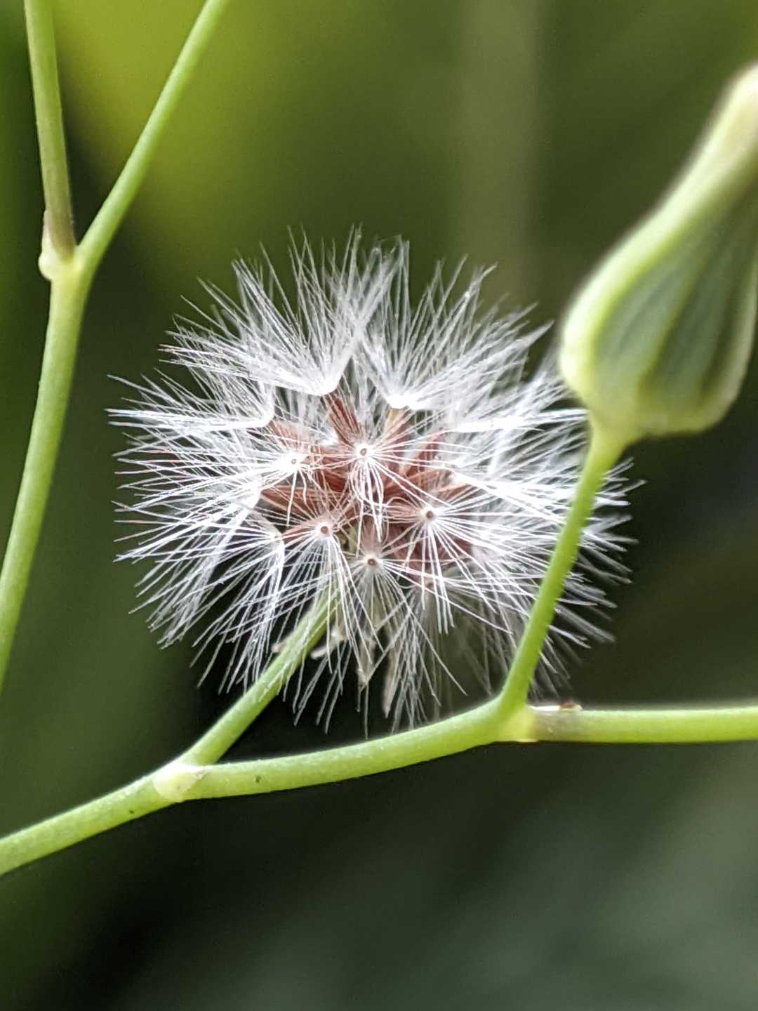Oriental false hawksbeard
