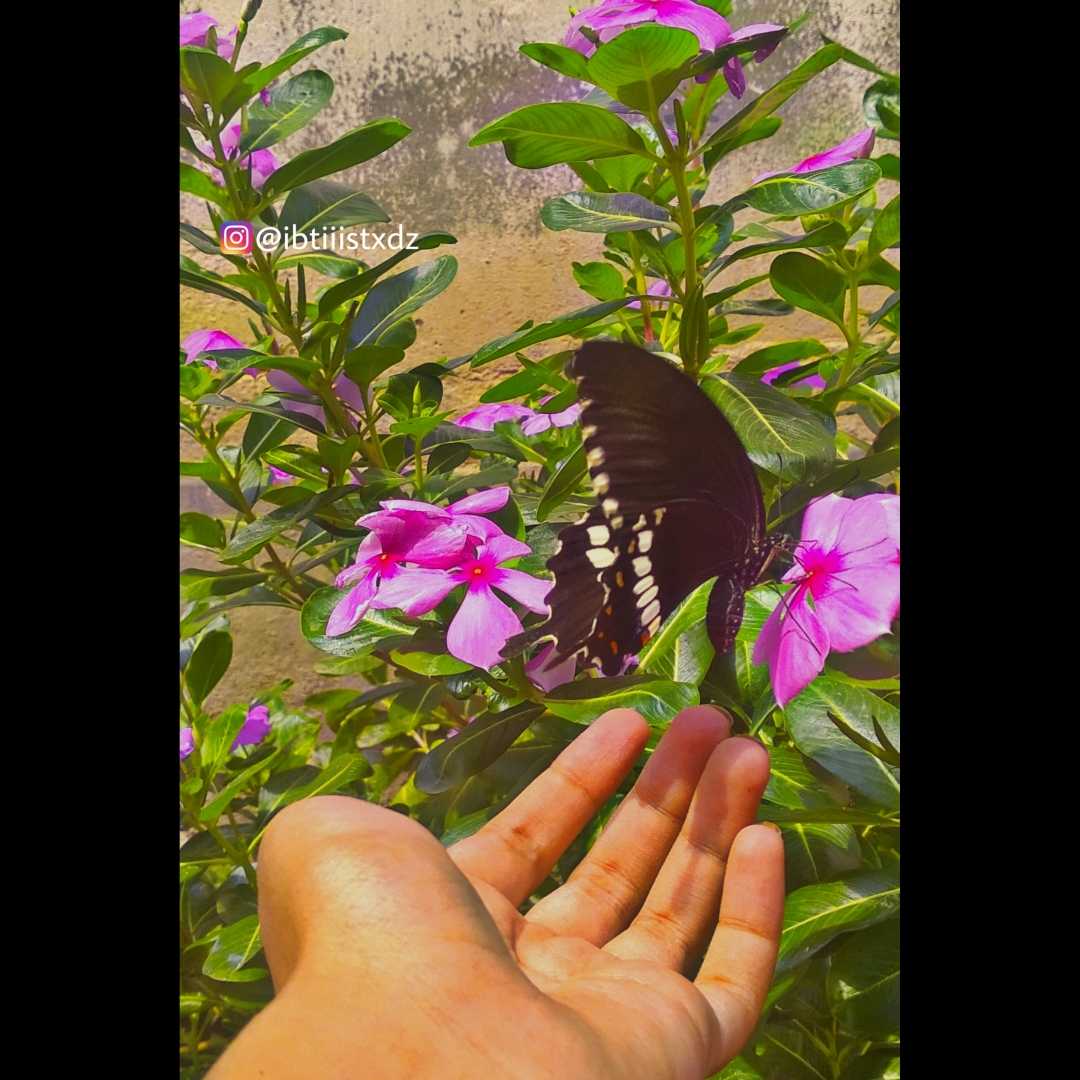 Chasing the butterflies🦋