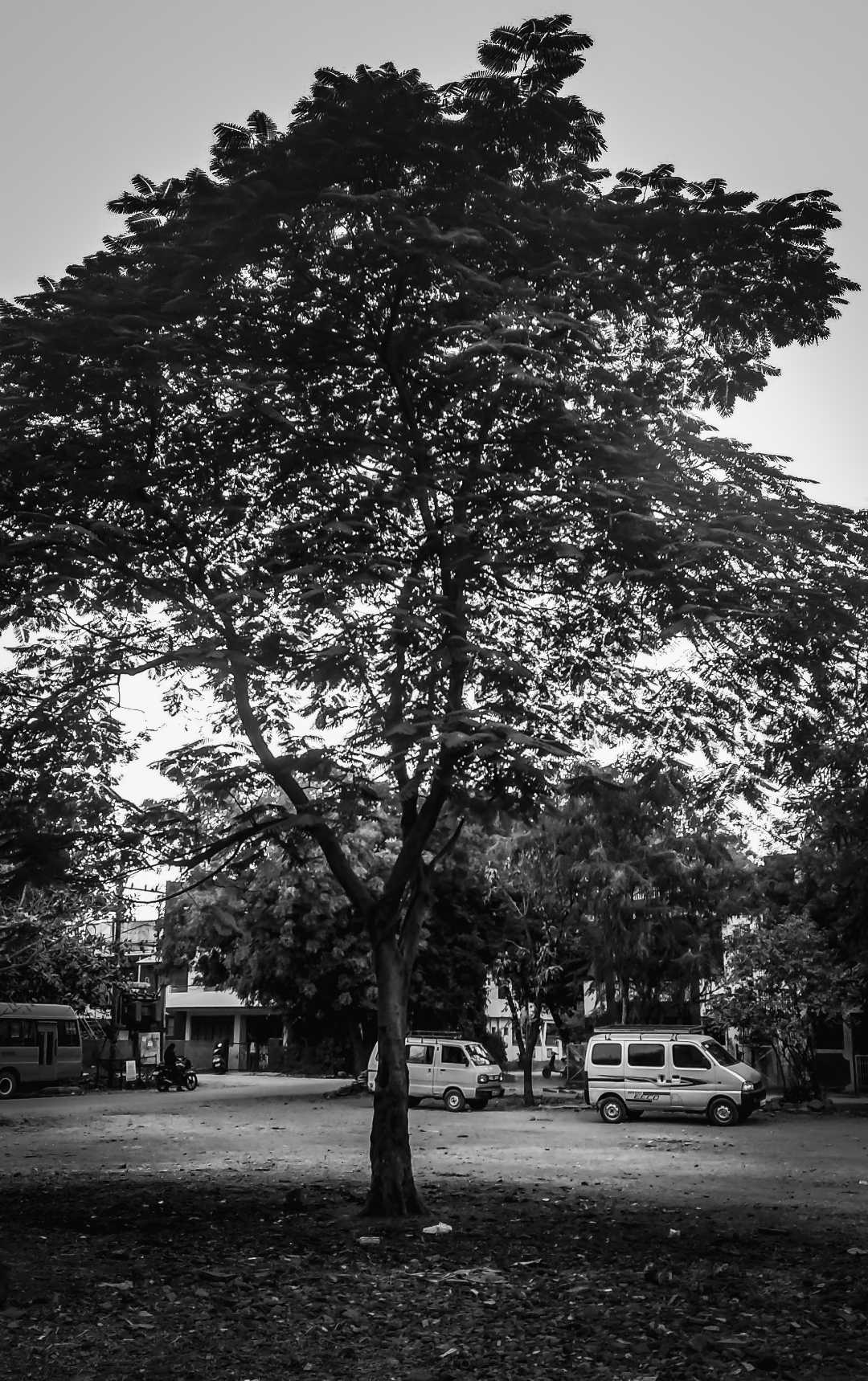 Tree 🌲