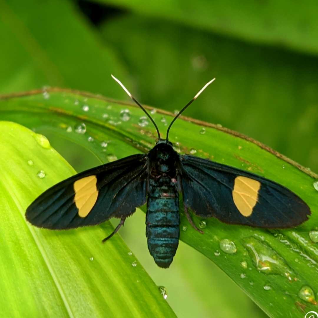 CYANAOPEPLA