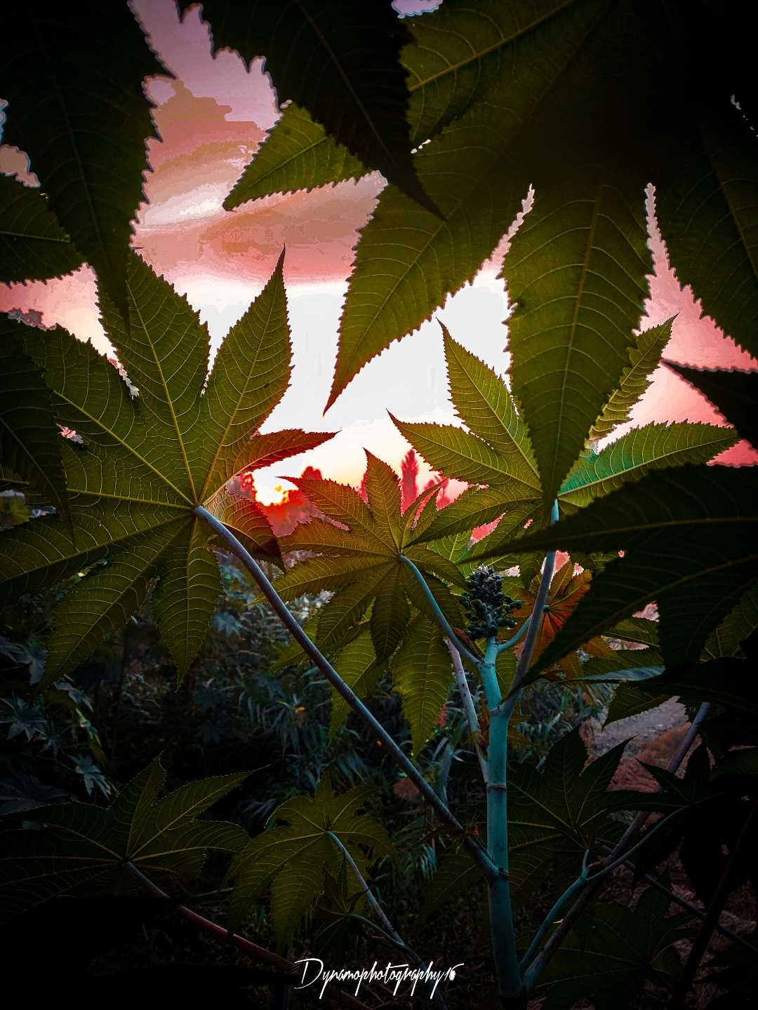 Sunset Photography 🌇🌿
