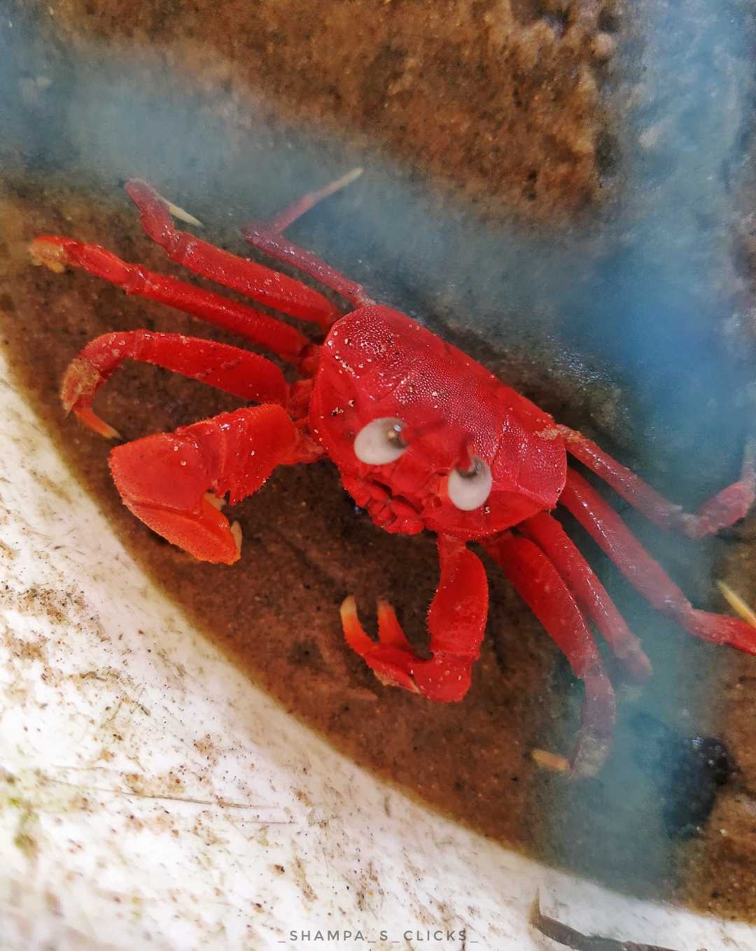 Red Crab..🦀