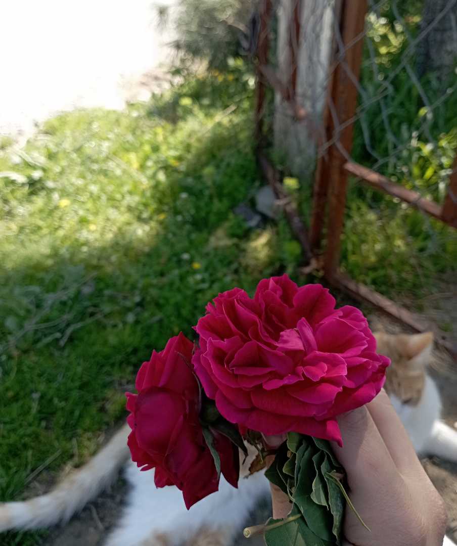 🌹
