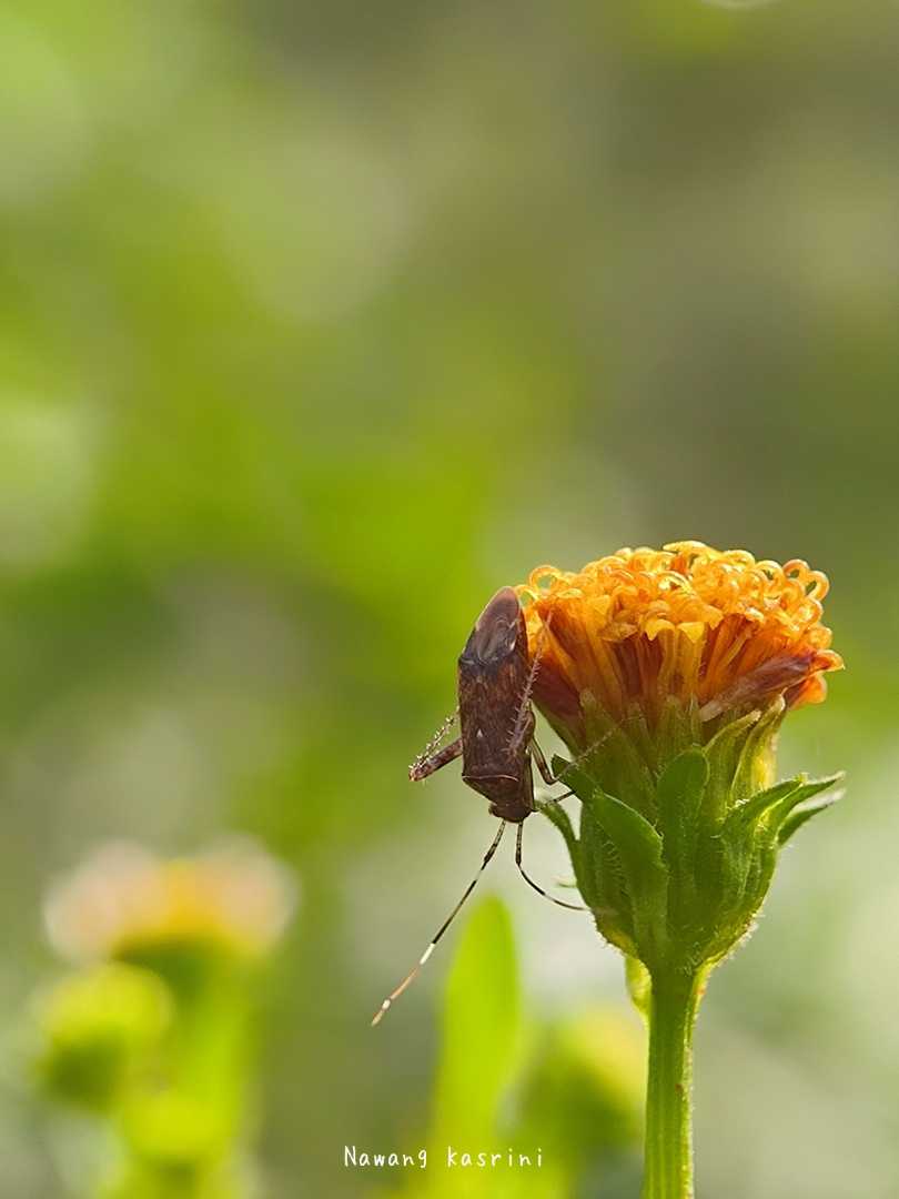 Miridae