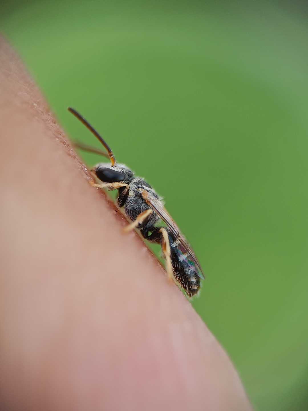 probably sweat bee