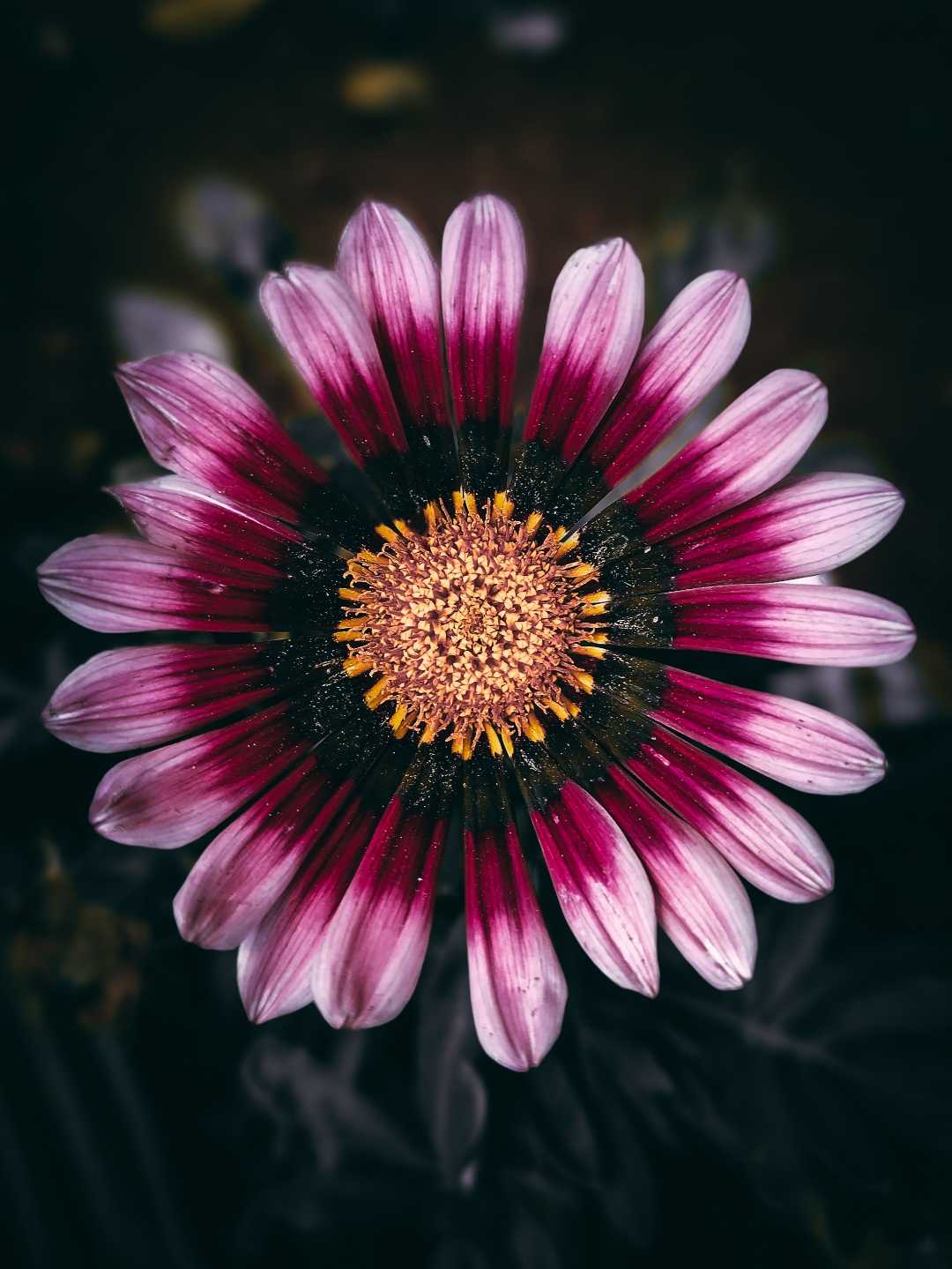 Macro Flower