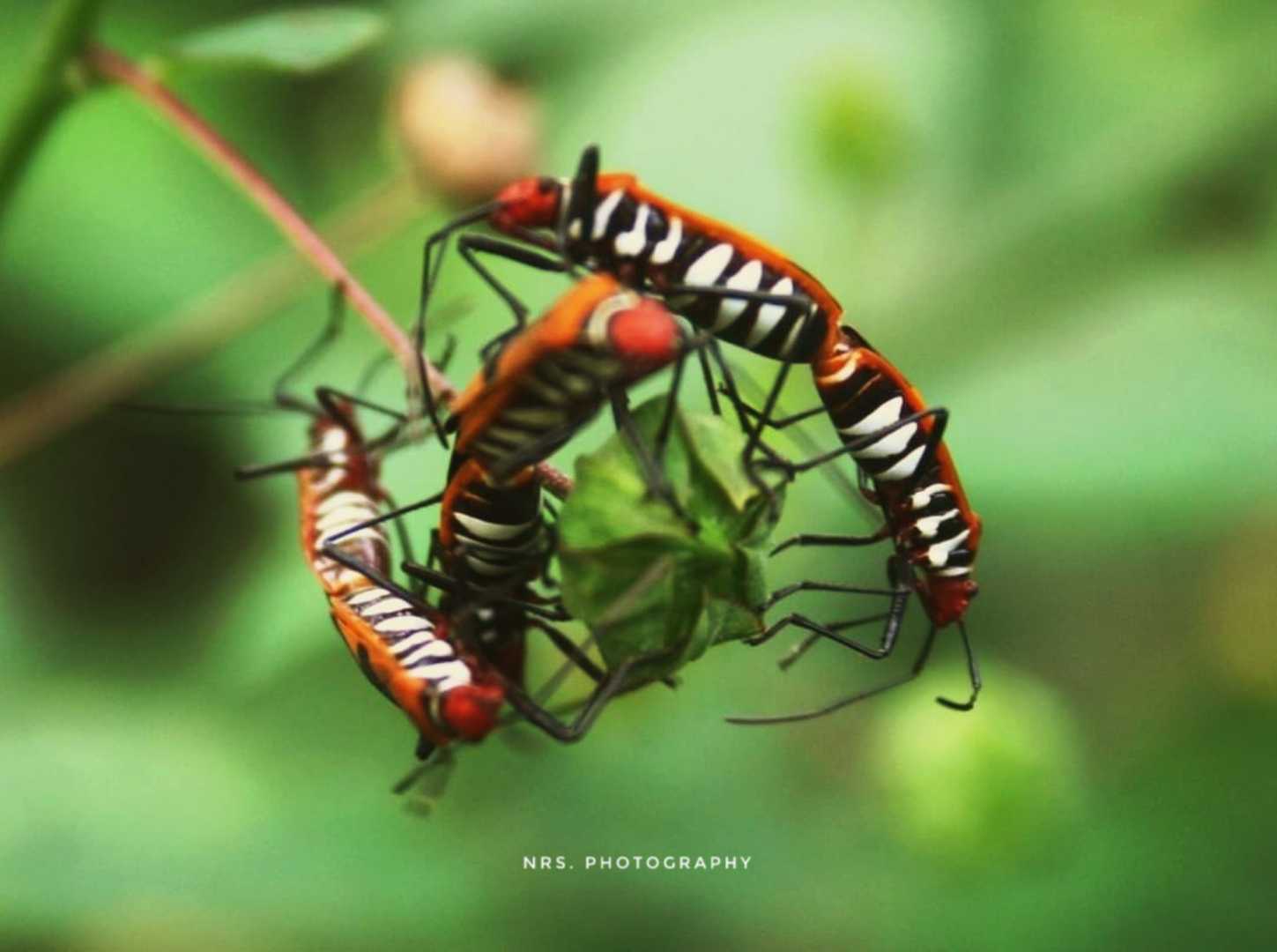 Bapak pucung ( Bok Bok cong)