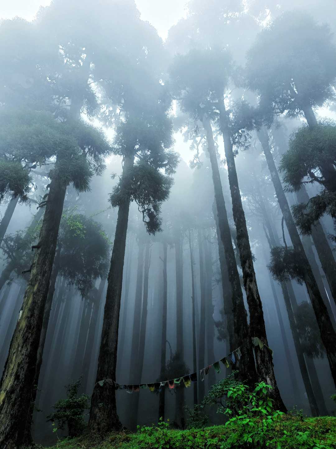 Lepchajagat, Darjeeling 