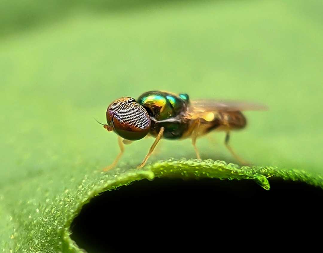 Microchrysa fly