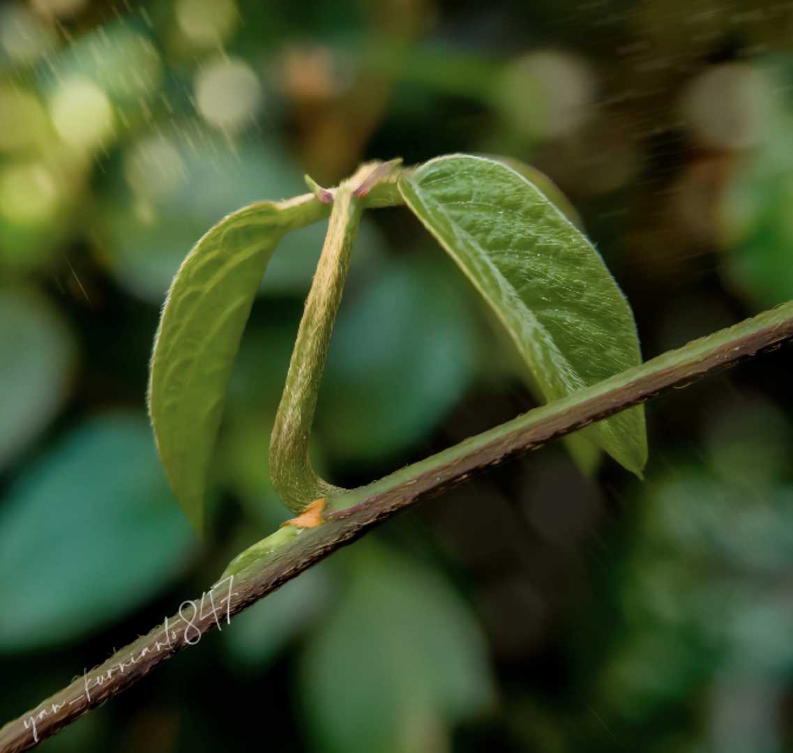 Tunas Muda