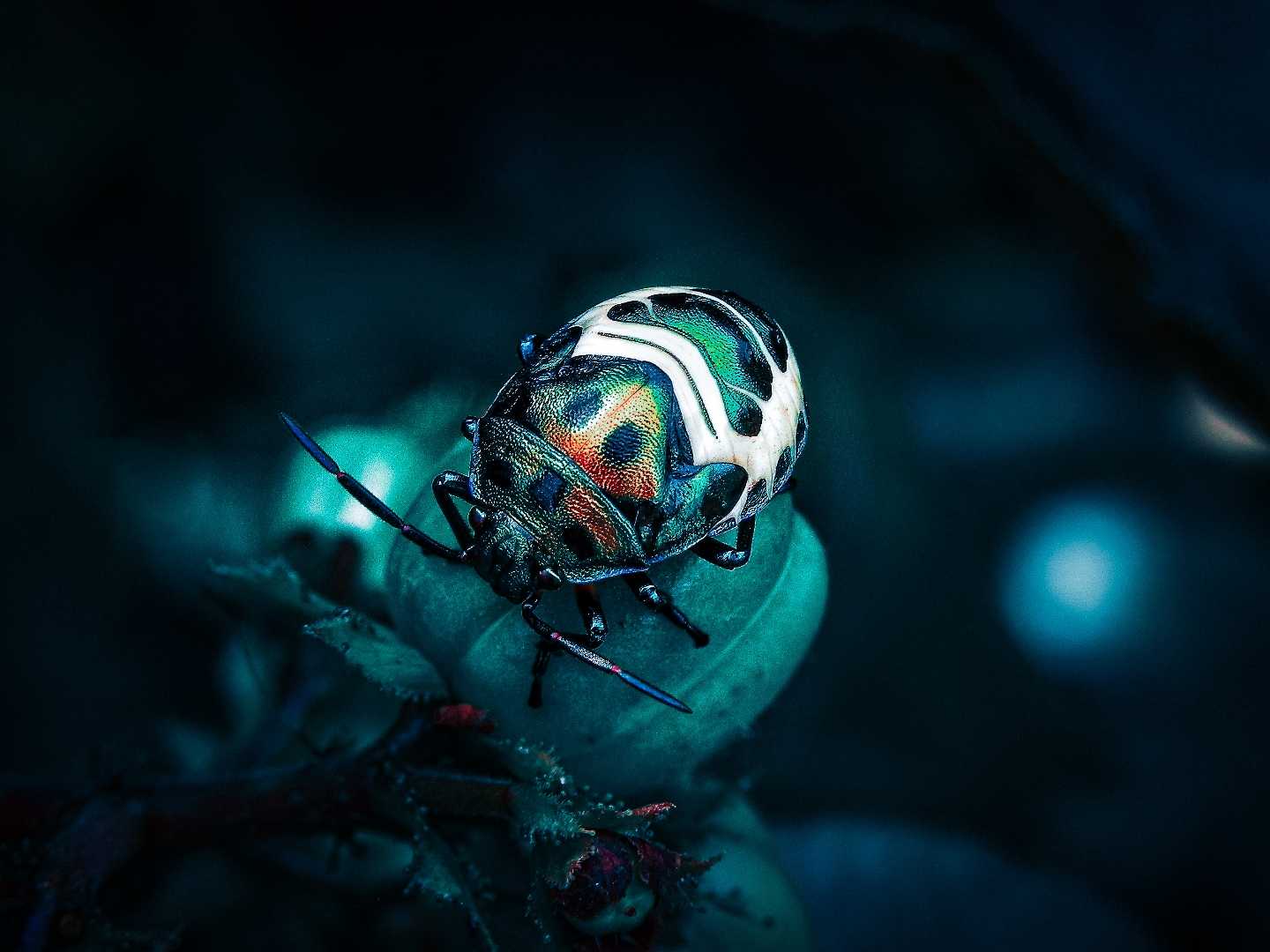 beetle 🐞✨