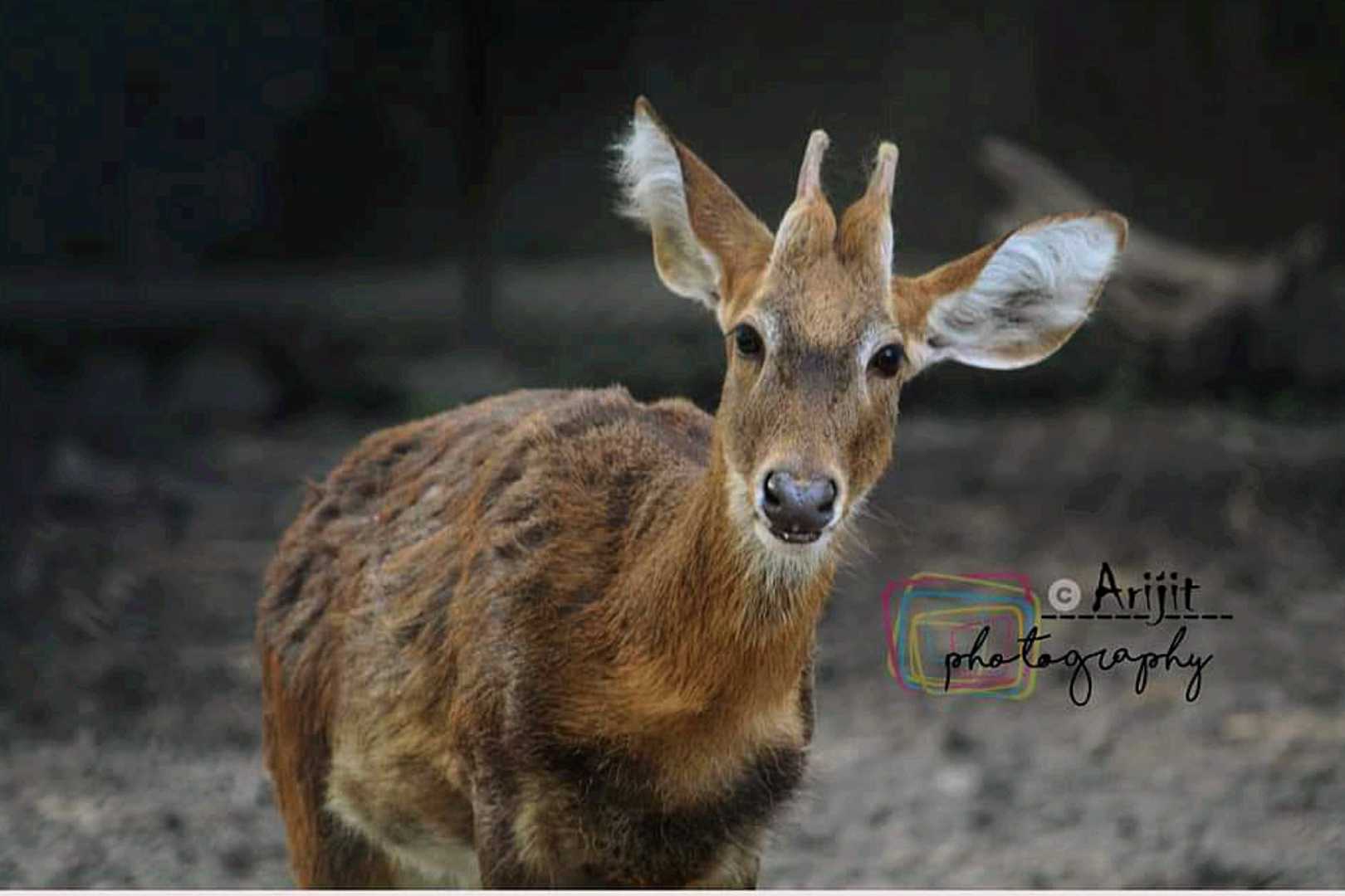 Bawean deer 