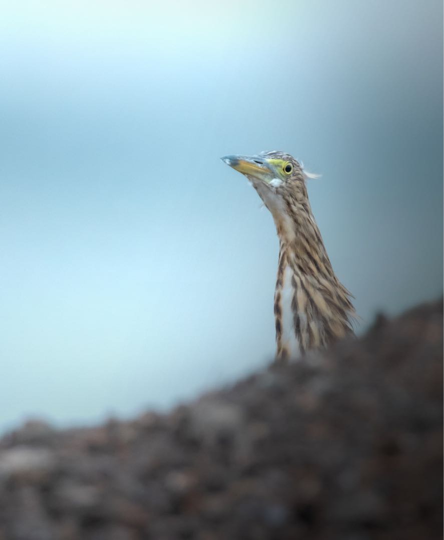egret 