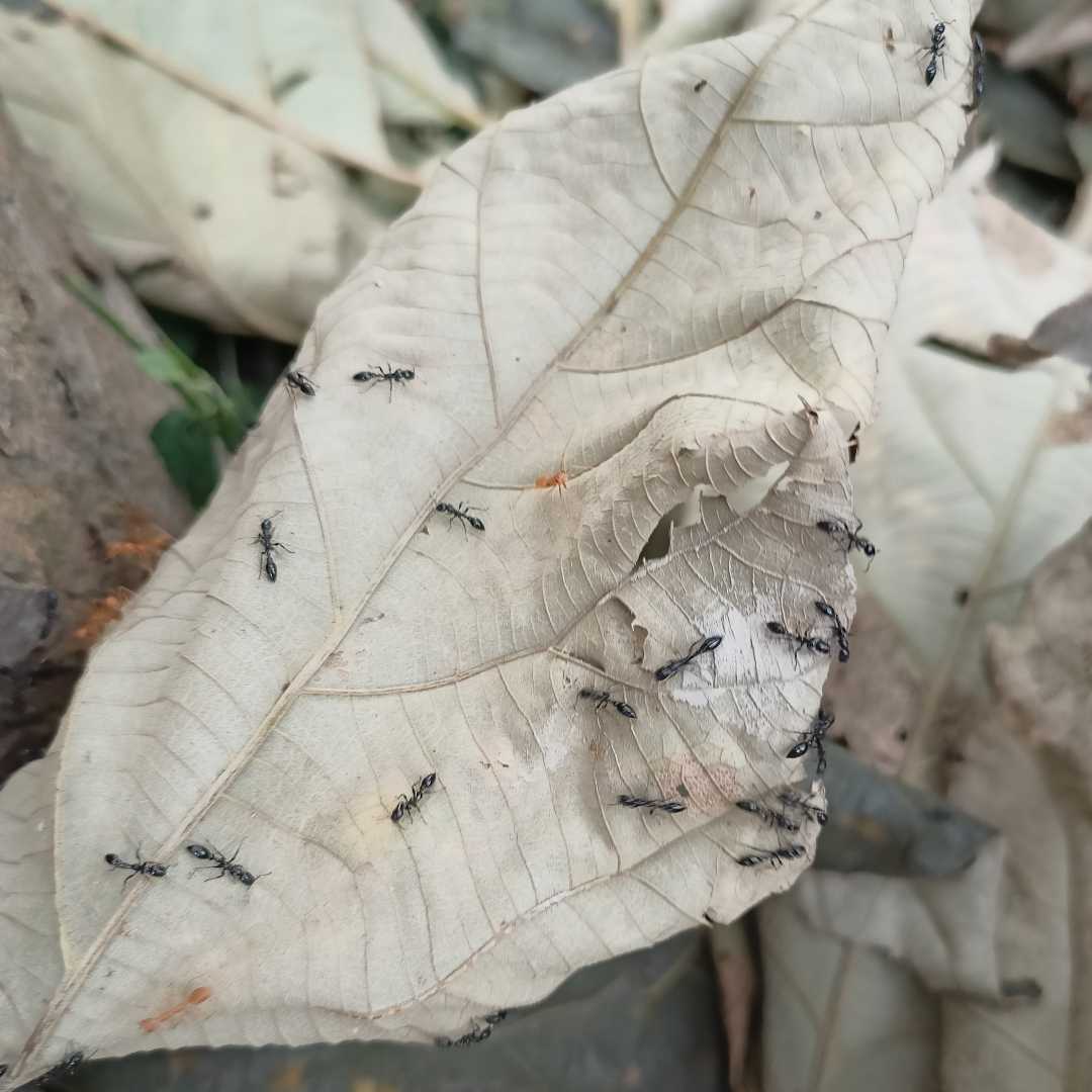 ant 
