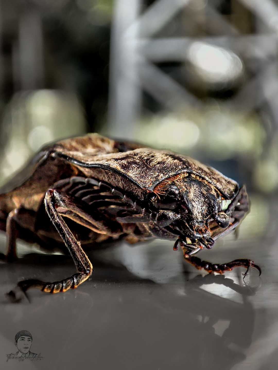 Wood Bettle ( Tonggeret )
