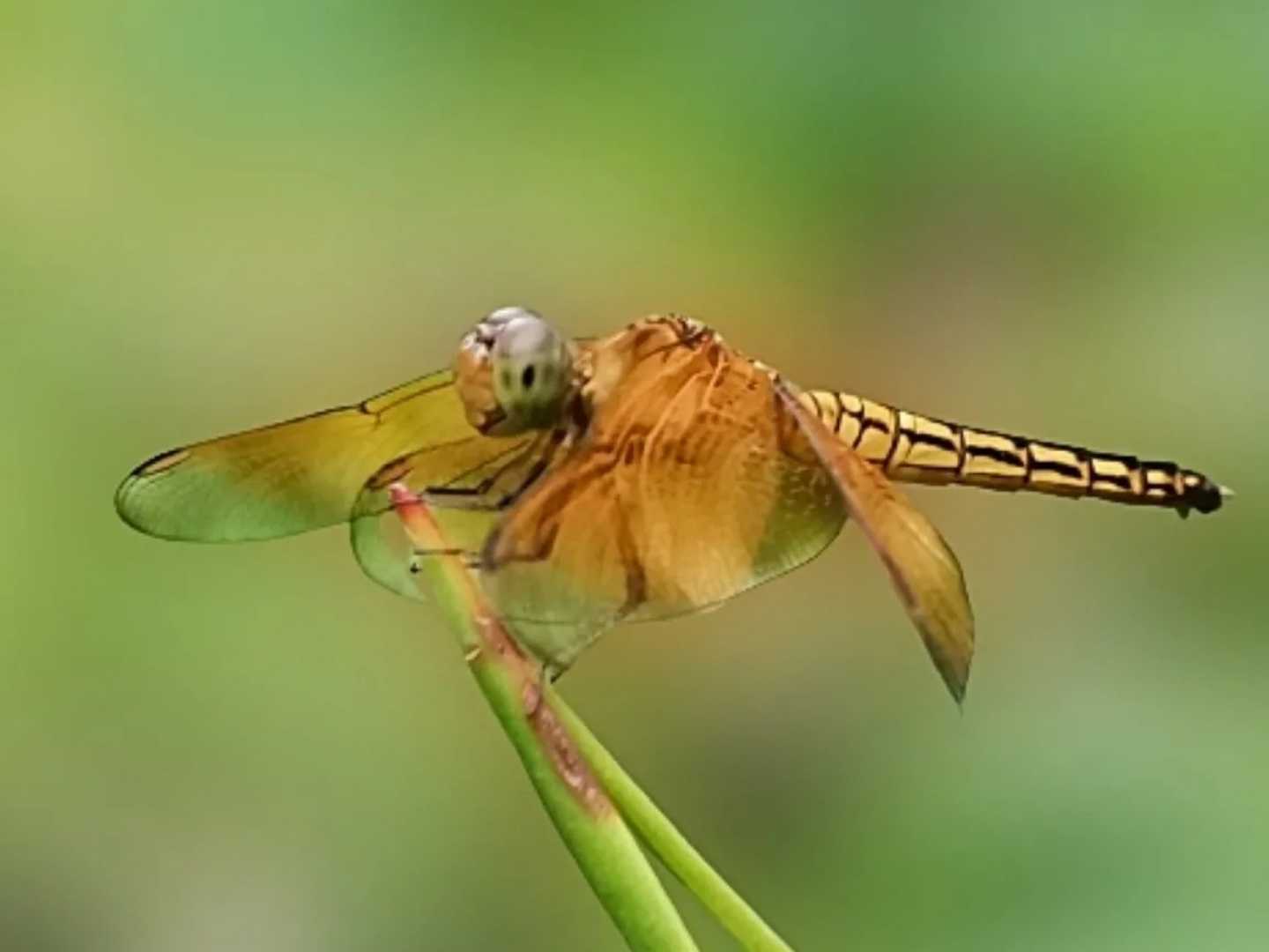 capung (Dragonfly)
