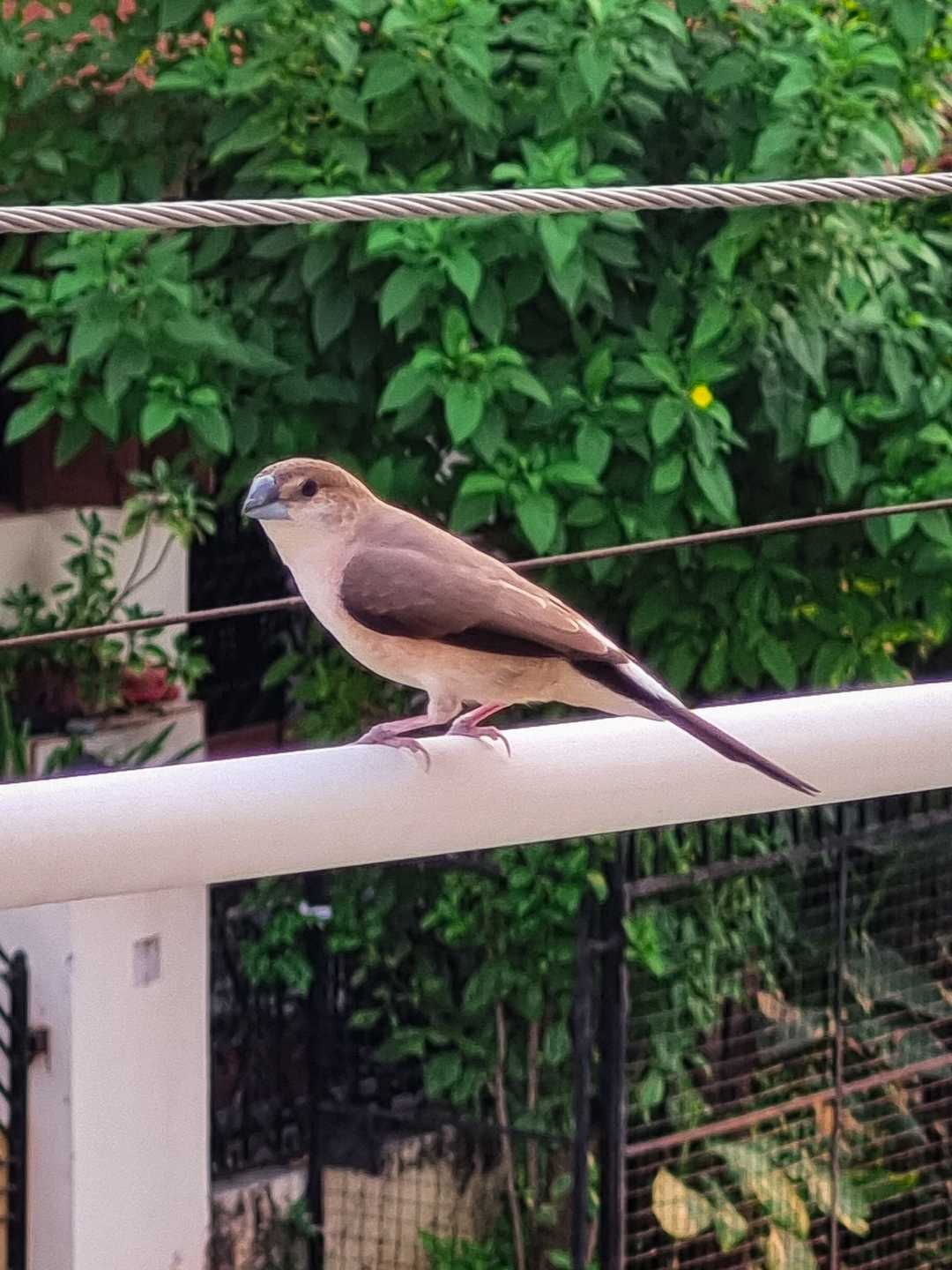 INDIAN SILVERBILL