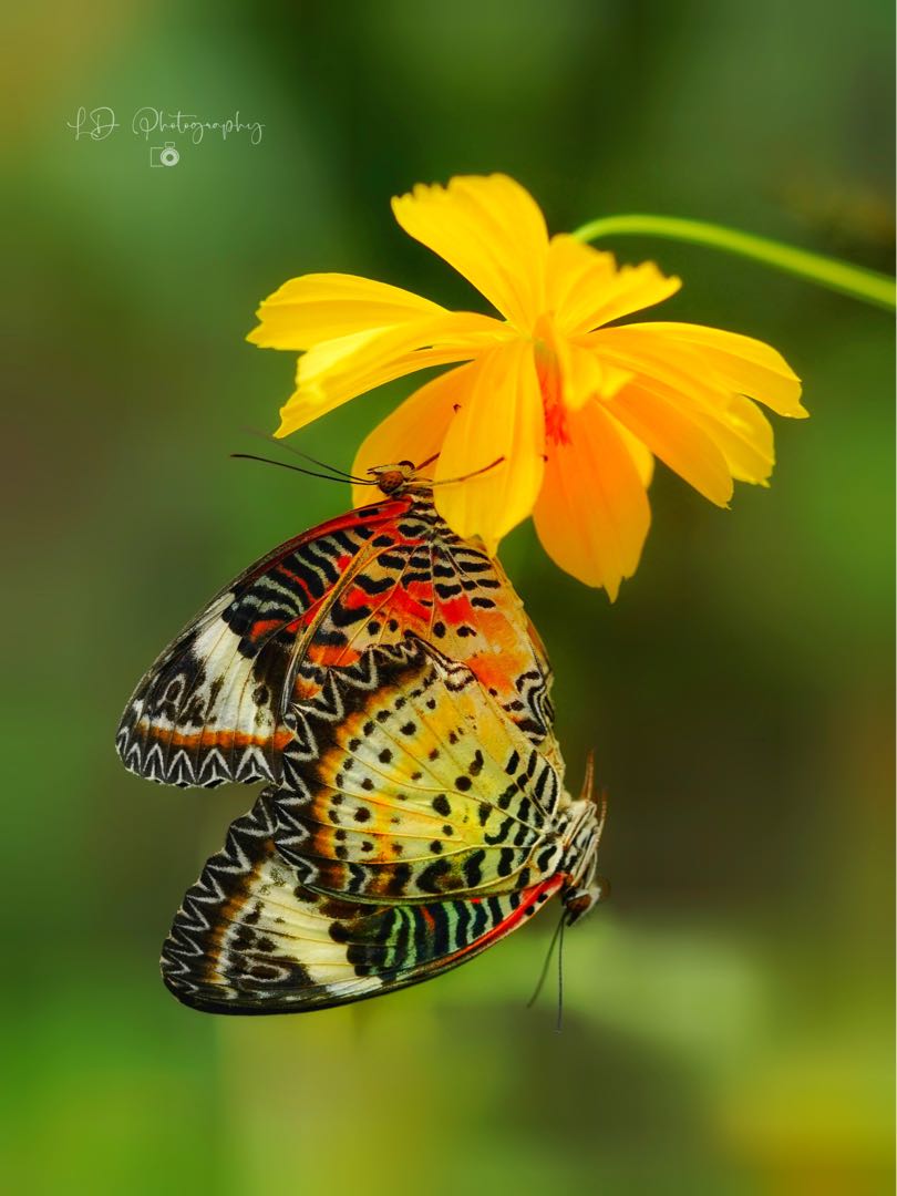 Kupu-kupu Lacewing (Cethosia)