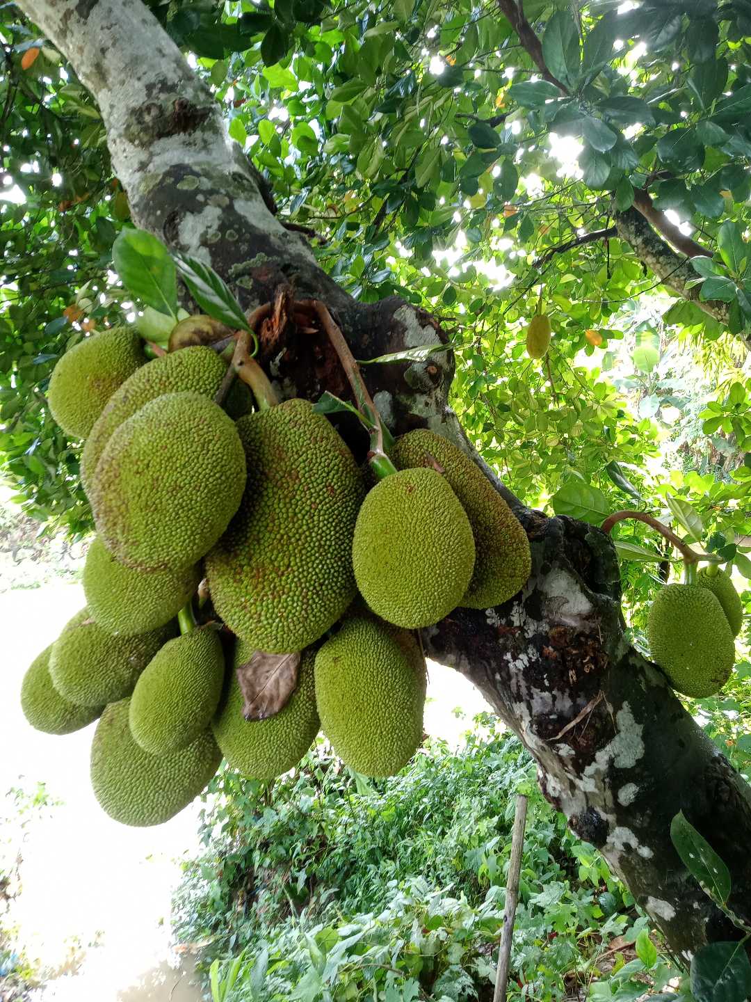 NANGKA