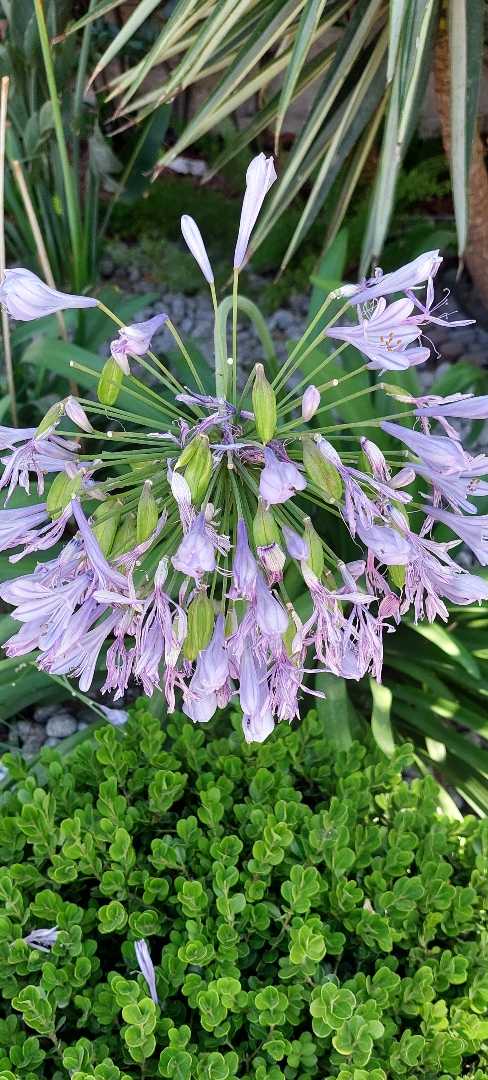 Agapanthus africanus