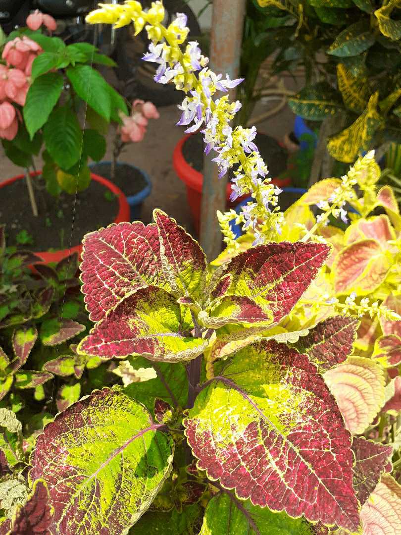 color full leaf