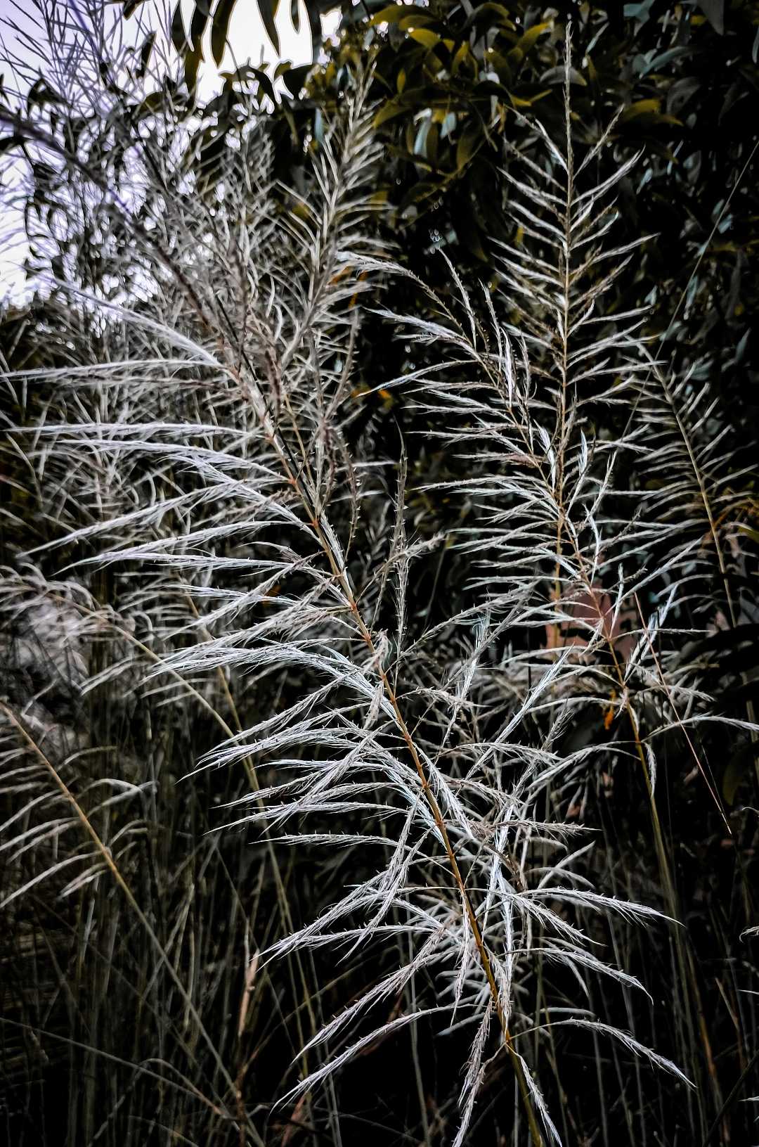 Saccharum spontaneum
Plant💚