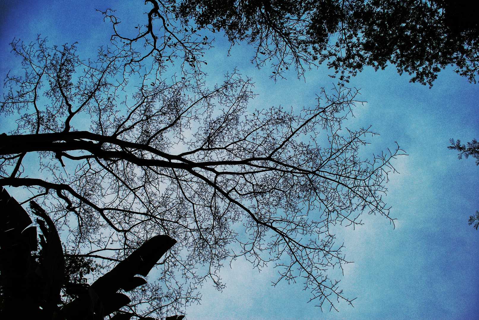 The Nature Art