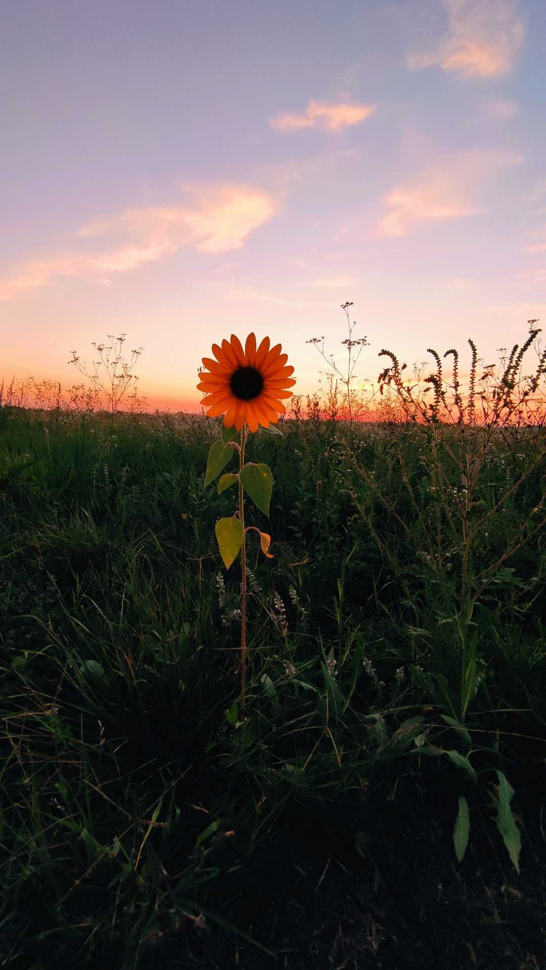 Are you lonesome tonight?