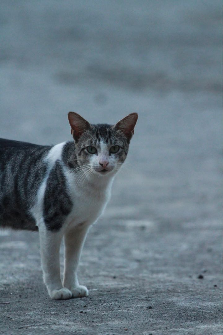cat