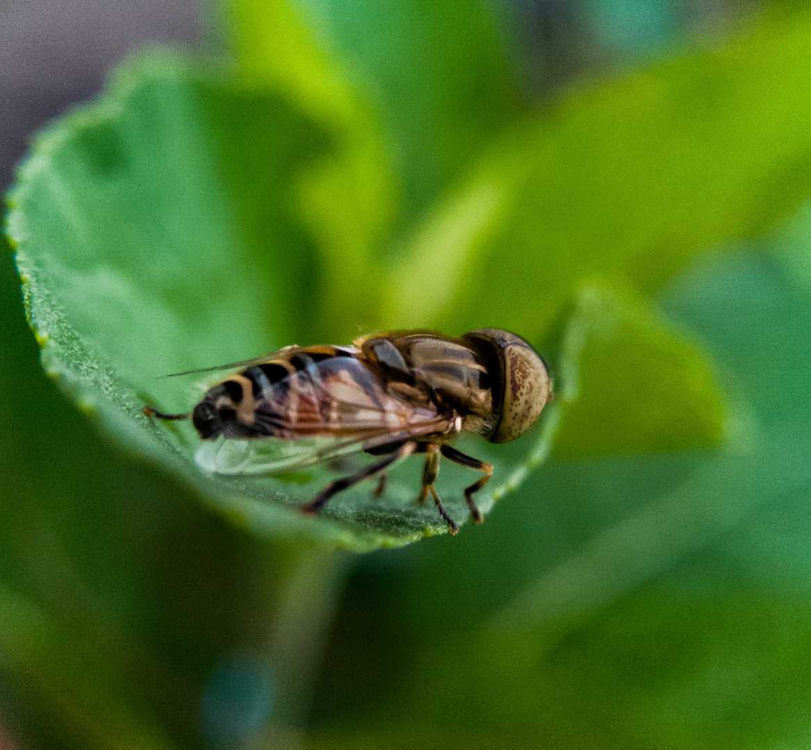 Eristalis tenax
