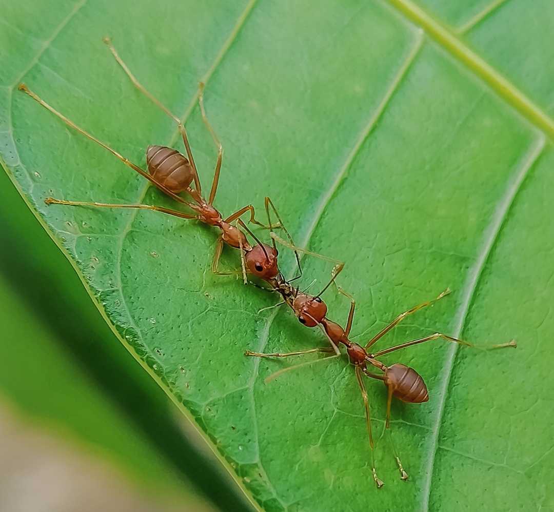 Semut Rangrang 
