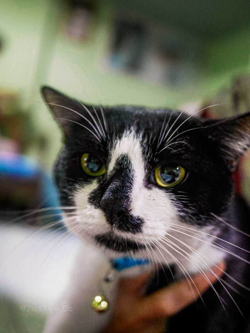 1 sided moustache cat