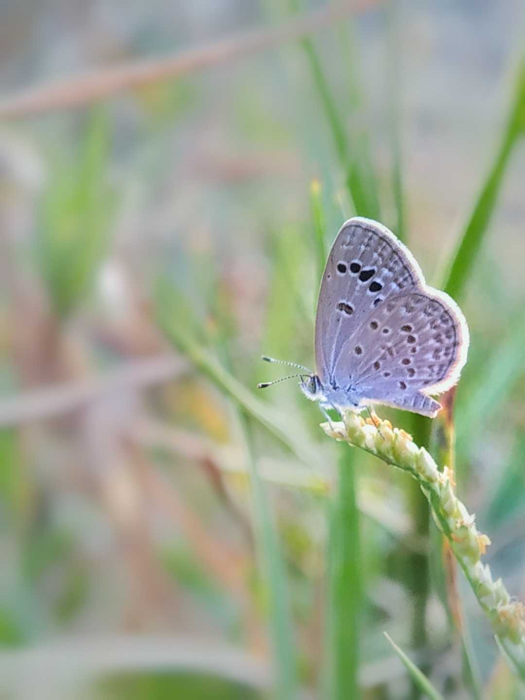 lesser grass blue 
