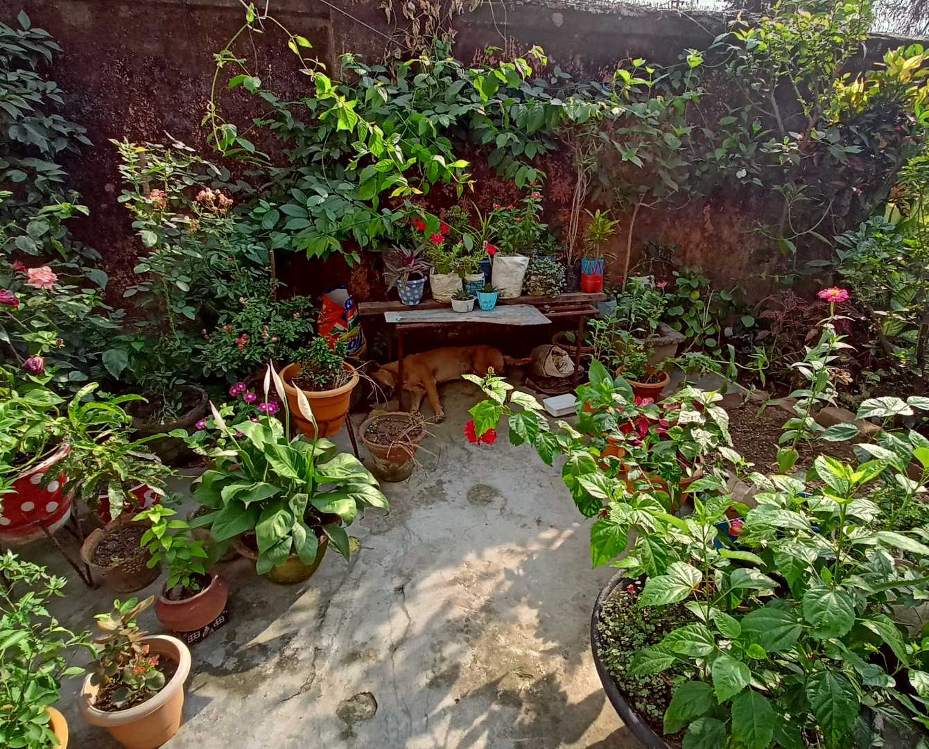 My garden 