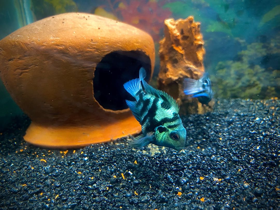 Pollar Parrot Fish 