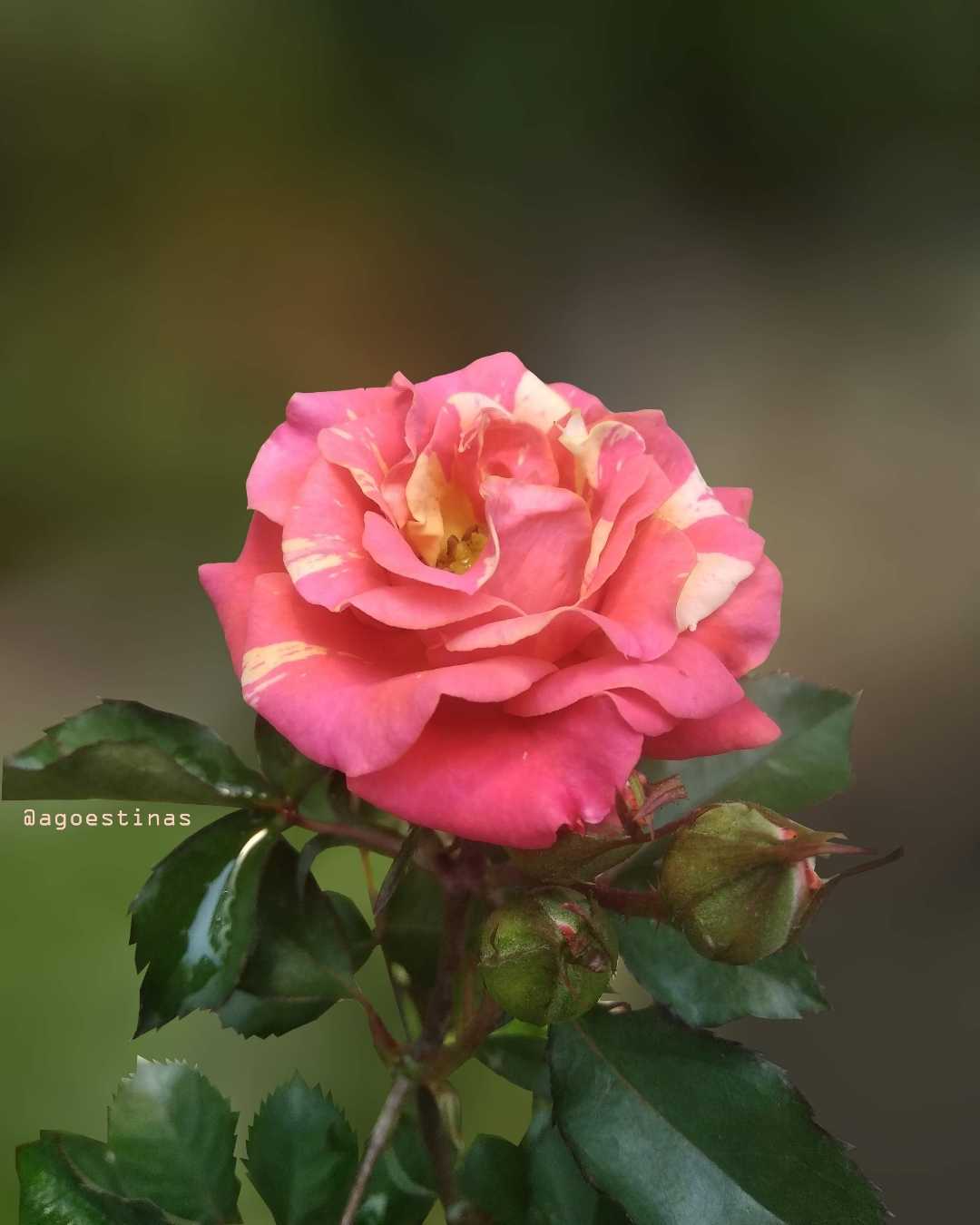 Mawar Floribunda