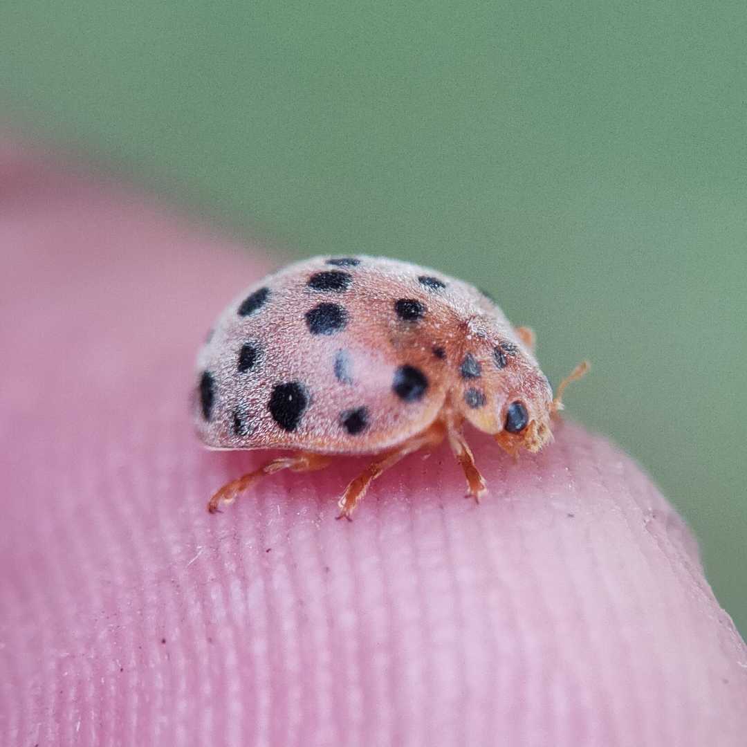 Mexican Bean Beetles 