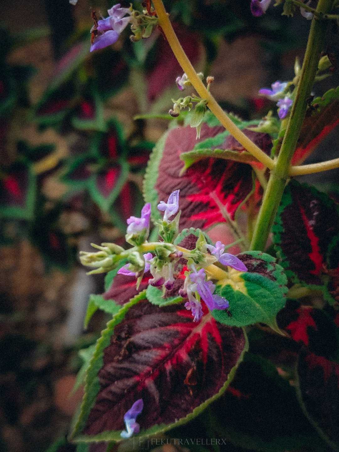 ☘️