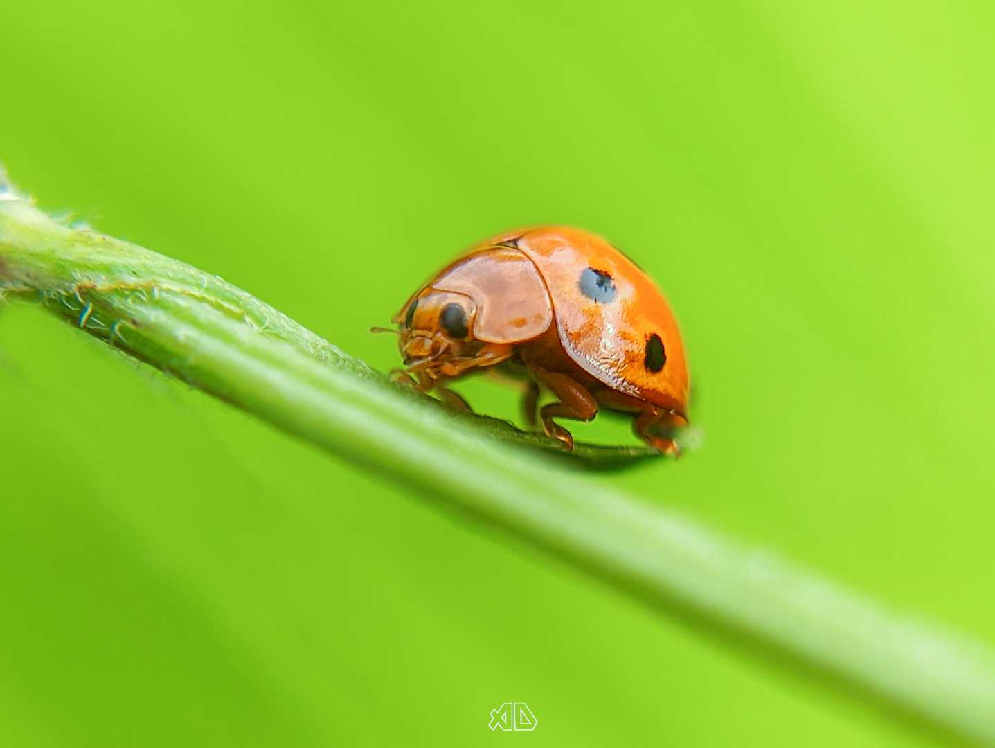 Lady Bug