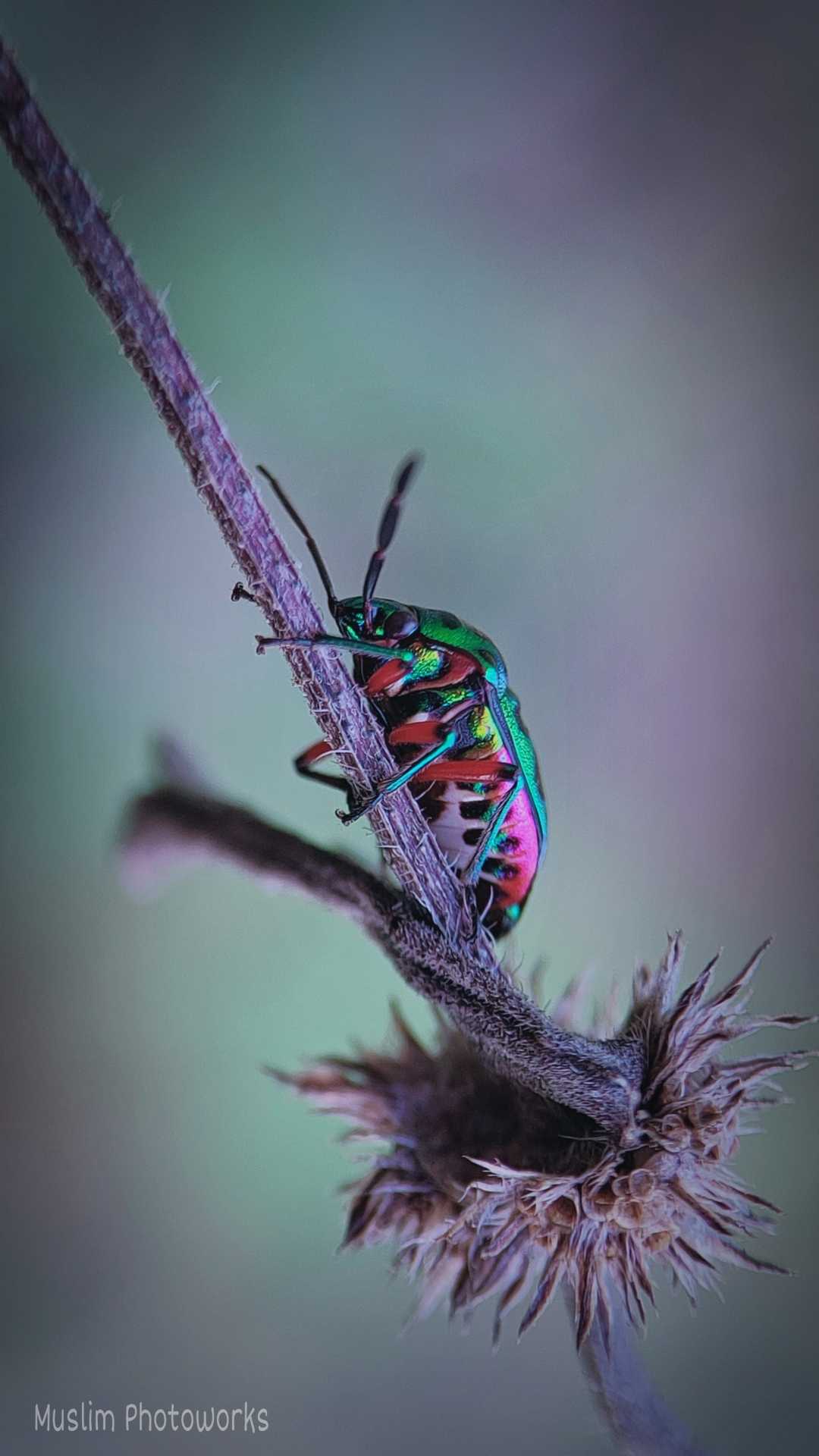 Jewel Bug........