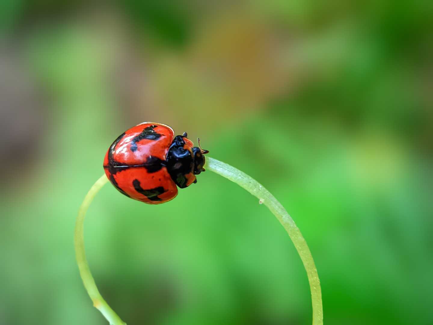 COCCINELLA TRANSVERSALIS 