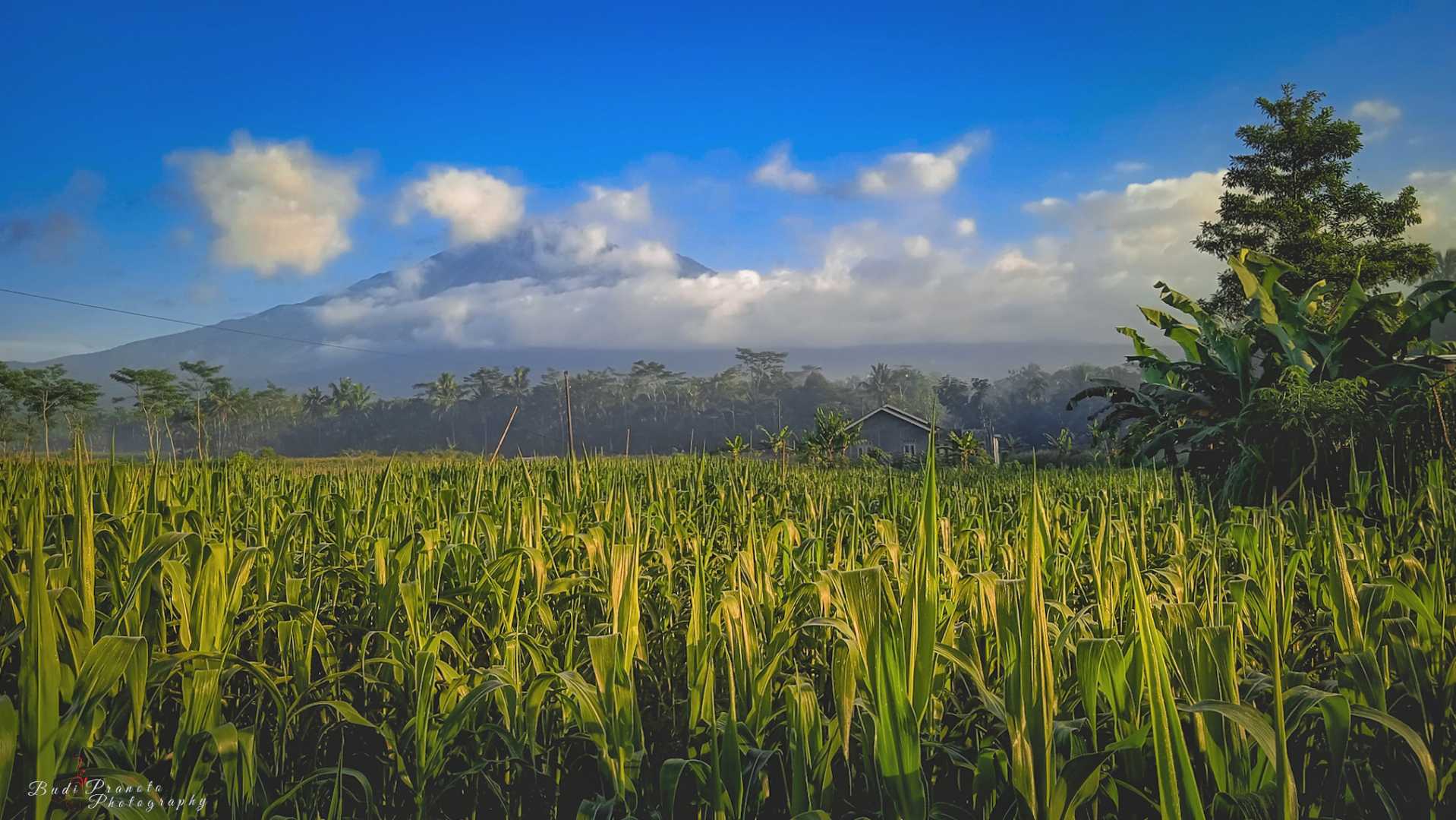 Landscape