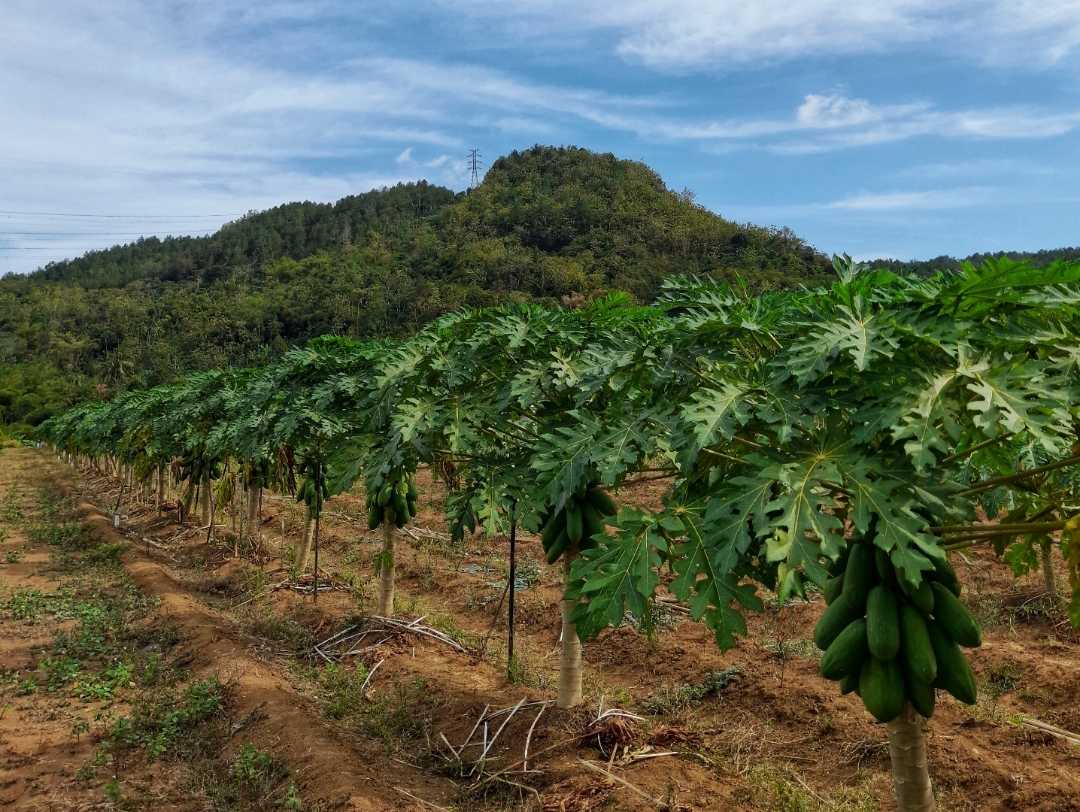 Kebun pepaya