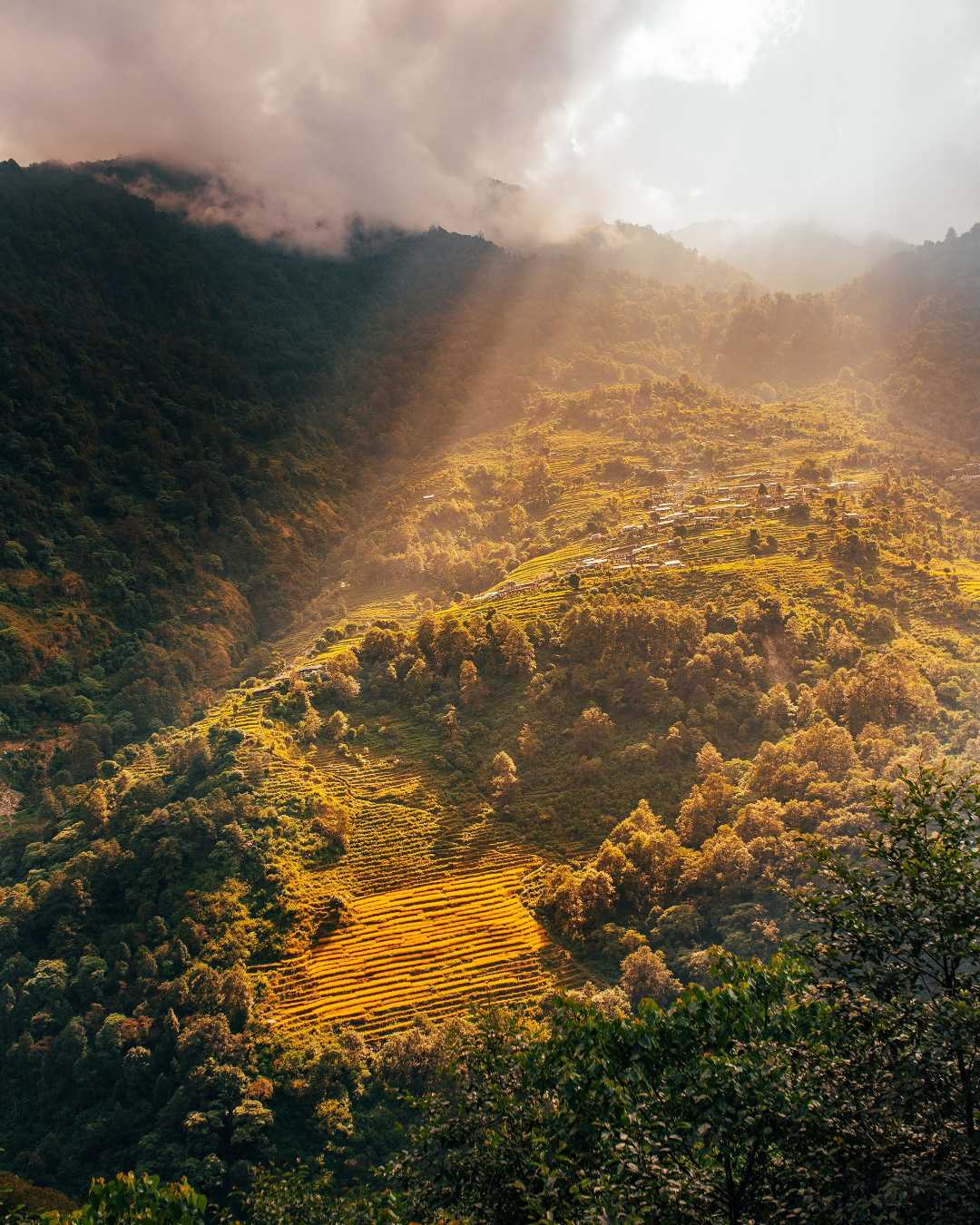 Morning Light 