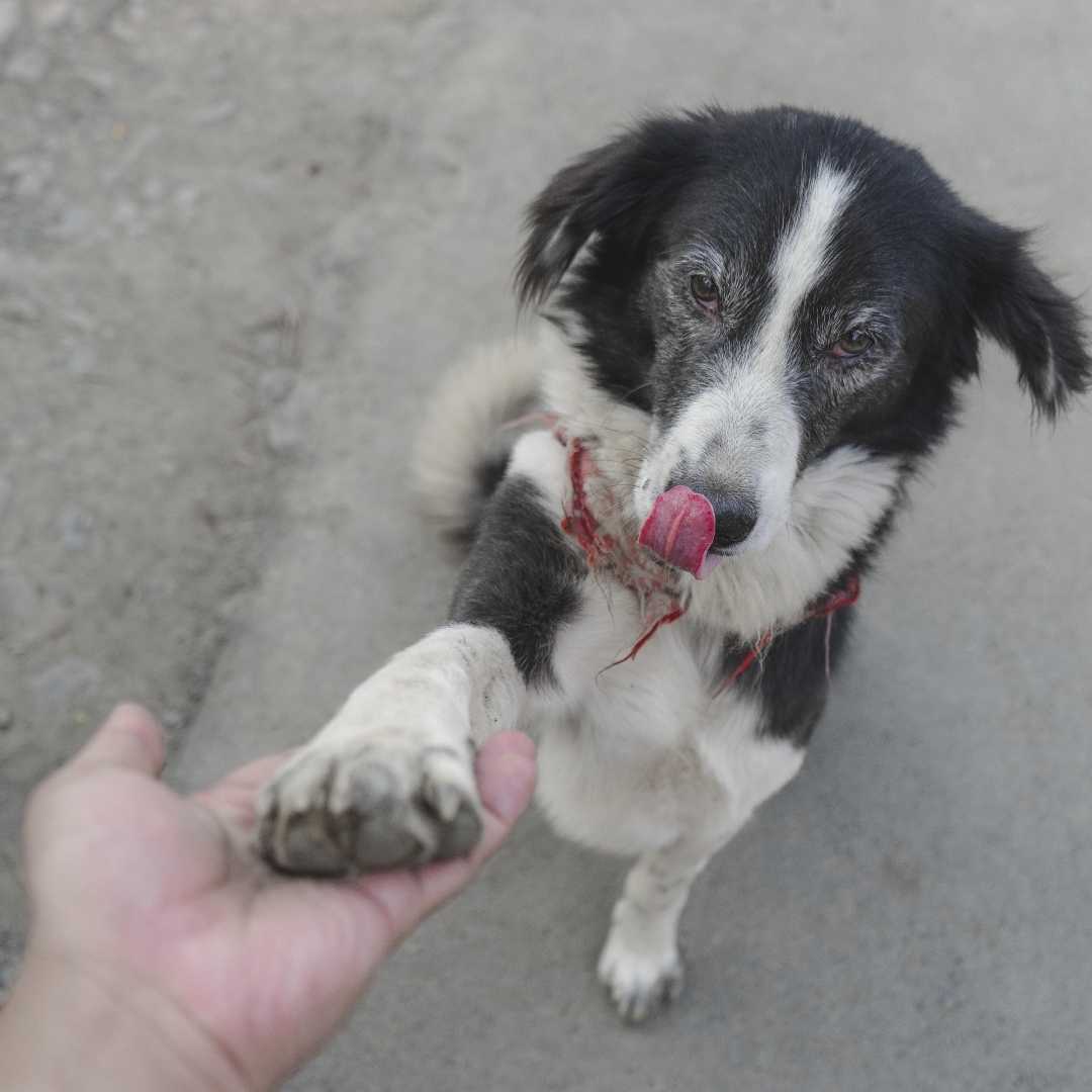 HI 5 